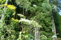 Госдума приняла закон о борьбе с борщевиком