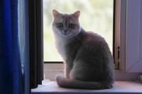 В России хотят ввести учет домашних животных