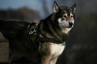 Для хозяев собак опасных пород предложили ввести лицензию