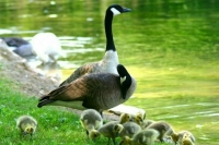 Кабмин предложил выйти из Конвенции по защите водоплавающих птиц