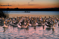 Госдума денонсировала конвенцию о защите водно-болотных угодий