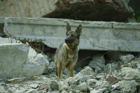 Россиянам хотят запретить мешать отлову бездомных животных