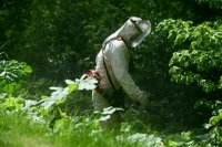 Владельцев участков обязали защищать свою землю от опасных растений