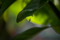 Вирусолог: Вероятность распространения вируса чикунгунья в РФ исчезающе мала