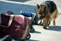 Кабмин одобрил разрешение покупать наркотики без лицензии для обучения собак