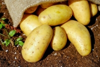 Россия впервые за девять месяцев не ввезла картофель из Грузии