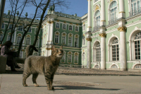 Эксперт оценил инициативу создания фотобанка потерявшихся домашних питомцев