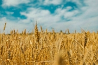 Прогноз урожая зерна в России в 2025 году в 135 млн тонн сохраняется