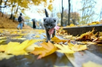 Похолодание придет в Москву к середине следующей недели