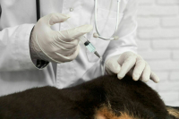 В Россельхознадзоре рассказали, за какие нарушения ответят ветеринары