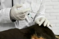 В Россельхознадзоре рассказали, за какие нарушения ответят ветеринары