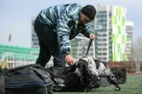 Служебных собак натаскают на наркотиках