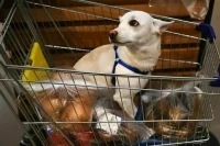 В школы, магазины и аптеки предложили не пускать с собаками