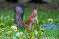 Синоптик рассказал, когда в Москву придет метеорологическая осень