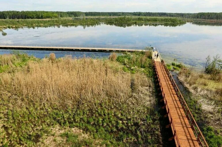 Российские леса лучше защитят от застройки