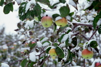 Уровень ЧС из-за гибели урожая в Ростовской области повысят до федерального