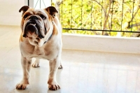 Содержание опасных пород собак в многоквартирных домах предложили запретить