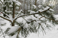 Грядущая зима в России может оказаться значительно холоднее предыдущей