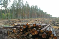 Заботу о природе предлагают поручить лесозаготовителям