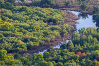 Патрушев: До 2030 года на сохранение лесов направят свыше 71 млрд рублей