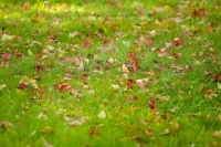 Москвичам пообещали комфортную температуру на выходных