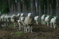 Поголовье овец и коз в России может сократиться на 8%