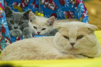 Некоторых россиян хотят обязать стерилизовать домашних животных