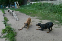 Для собачьих площадок предложили ввести единый стандарт