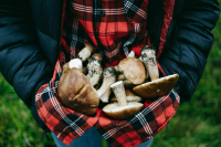 Торговок грибами предлагают в лес не пускать