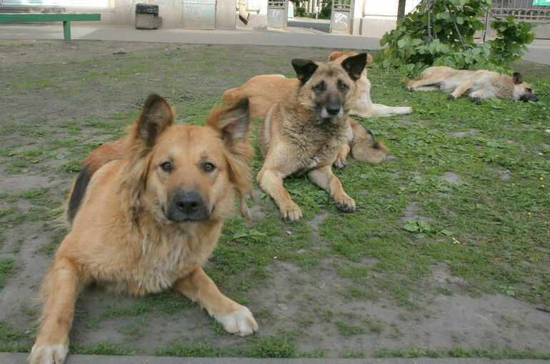 Петербургских собак пока решили не чипировать