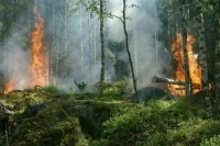 Штрафы за нарушение правил пожарной безопасности в лесах предложили повысить