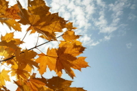 В Москве началось предзимье: какую погоду синоптики обещают на выходные