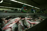 Кабмин усилил контроль за ценообразованием на рыбу