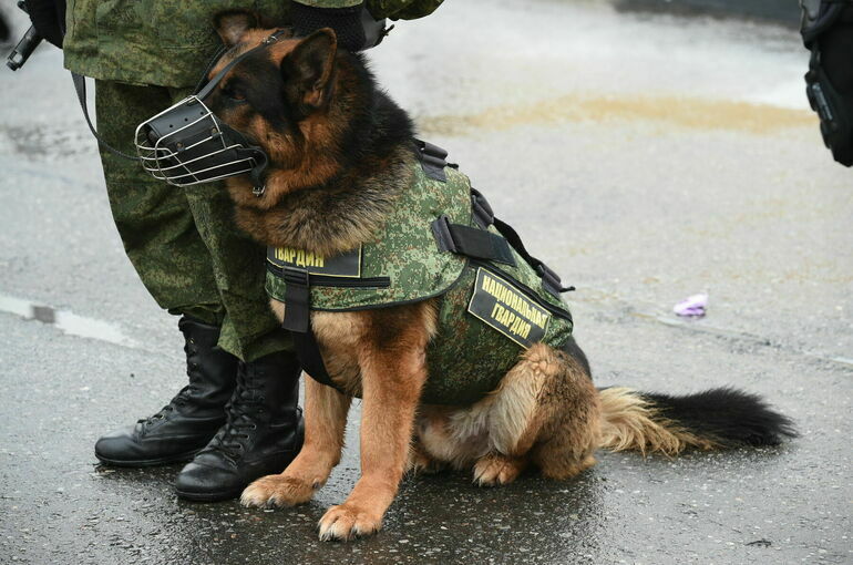 Основания для применения наркотиков при обучении служебных собак уточнят