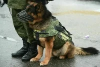 Наркотики для обучения служебных собак можно будет покупать без лицензии