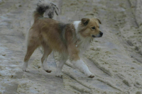 Депутат предложил поднять штраф за самовыгул собак до 50 тысяч рублей 