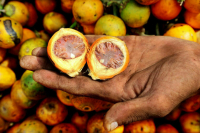 Роспотребнадзор взял на контроль сообщения о продаже «наркотического» ореха