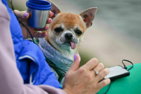 Четыре «квадрата» на брата: как не получить штраф за прогулку с собакой