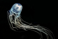 Эксперт рассказала об опасности медузы, из-за яда которой в Малайзии погиб ребенок