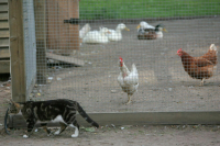 Врач считает, что пока рано говорить о повышенной опасности птичьего гриппа штамма H5N5