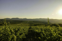 Рекордные 26 тысяч тонн винограда собрала «Абрау-Дюрсо» в 2025 году