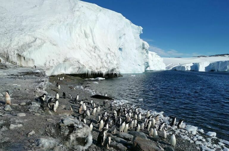 День Антарктиды отмечается 1 декабря