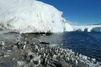 День Антарктиды отмечается 1 декабря