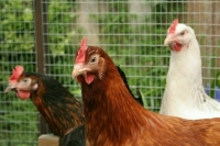 Ветеринары и охотники рискуют заболеть птичьим гриппом