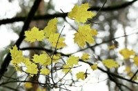 Осенняя погода сохранится в Москве до конца следующей недели