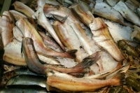 Путин поручил ввести экспортные пошлины на рыбу