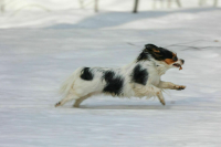 Синоптик рассказала, когда в Москве установится снежный покров