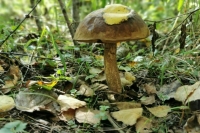 В Донбассе создадут национальный парк «Святые горы»