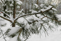 Вильфанд: На следующей неделе снег покроет 92% России