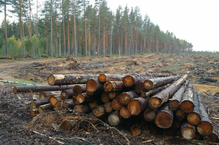 Строить жилье и вырубать лес на Байкале запретят
